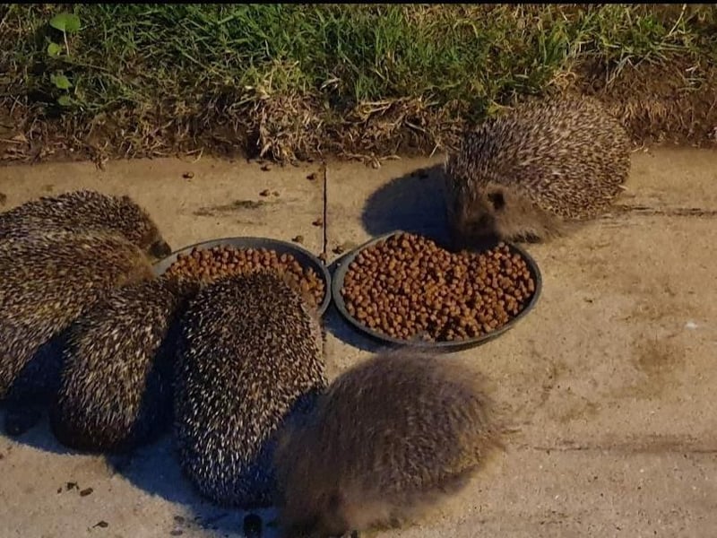 One, two, three, four, five... six hedgehogs visited Claire Cobblers' garden! Hold on a minute, I don't think the 'rule of six' has returned yet...