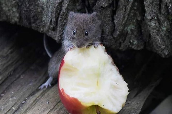 Dan Beaman captured this adorable picture of a mouse nibbling on an apple - he's so tiny!