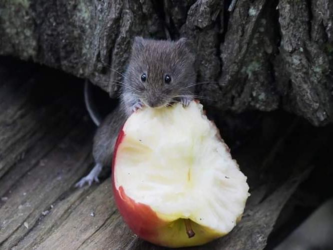 Dan Beaman captured this adorable picture of a mouse nibbling on an apple - he's so tiny!