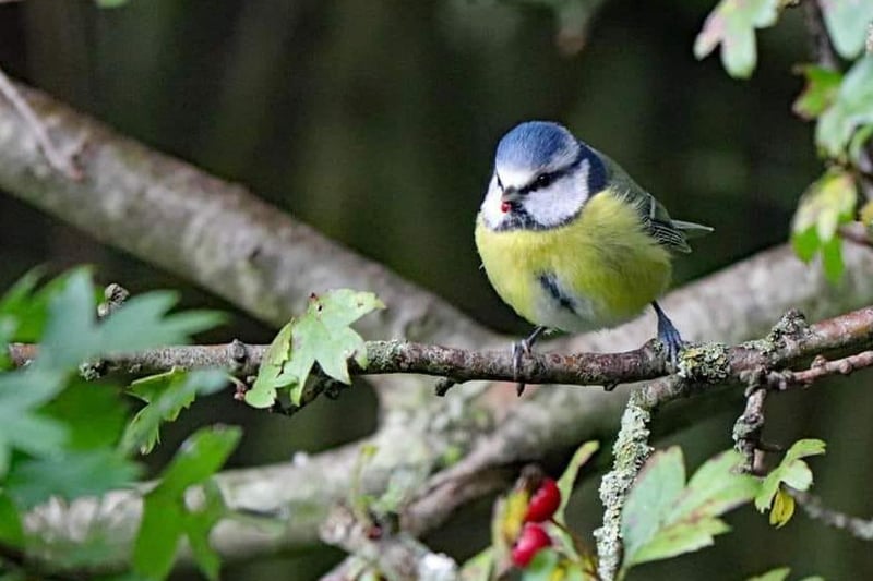 This picture of a Blue Tit was taken by Sam Robinson - if you look closely, you can see a tiny berry in its mouth!