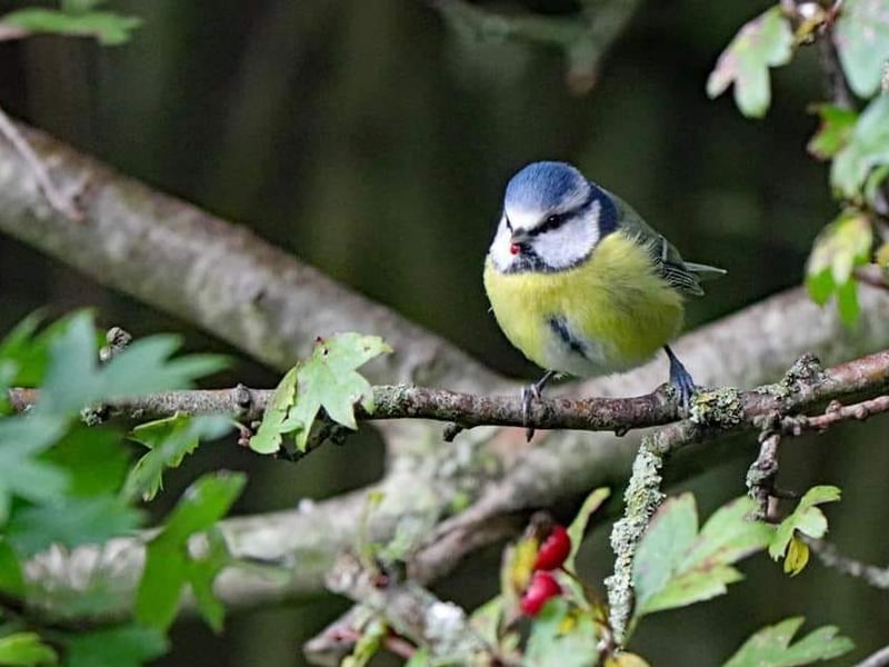This picture of a Blue Tit was taken by Sam Robinson - if you look closely, you can see a tiny berry in its mouth!