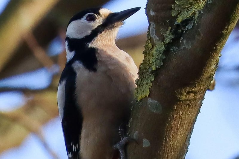 If you've been hearing some loud knocking in the trees, chances are you've been hearing this Great Spotted Woodpecker! Photo by Sophie Rowell.