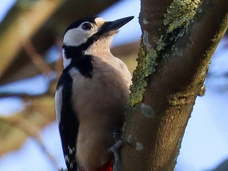If you've been hearing some loud knocking in the trees, chances are you've been hearing this Great Spotted Woodpecker! Photo by Sophie Rowell.