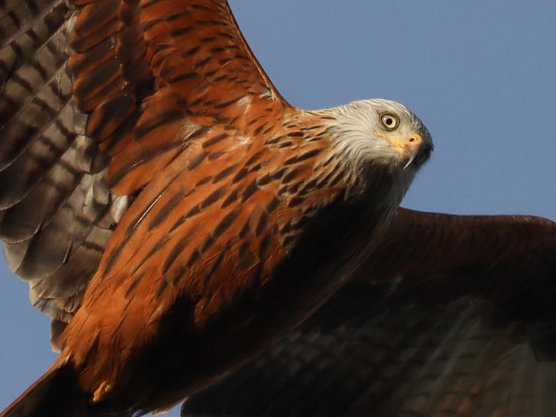 Getting up close and personal with this Buzzard. Photo taken by Sophie Rowell.
