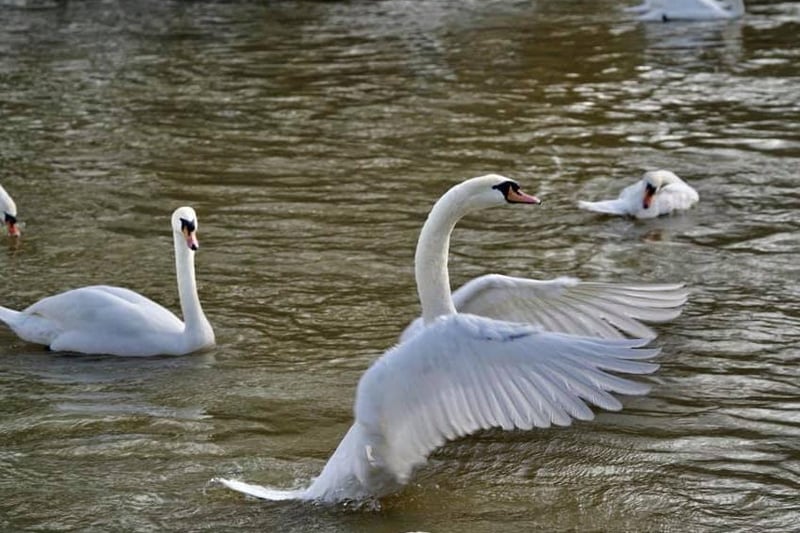 Her majesty's swans on the River Nene. Photo by Peter Hughes.