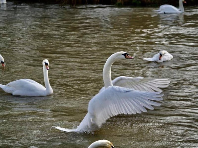 Her majesty's swans on the River Nene. Photo by Peter Hughes.