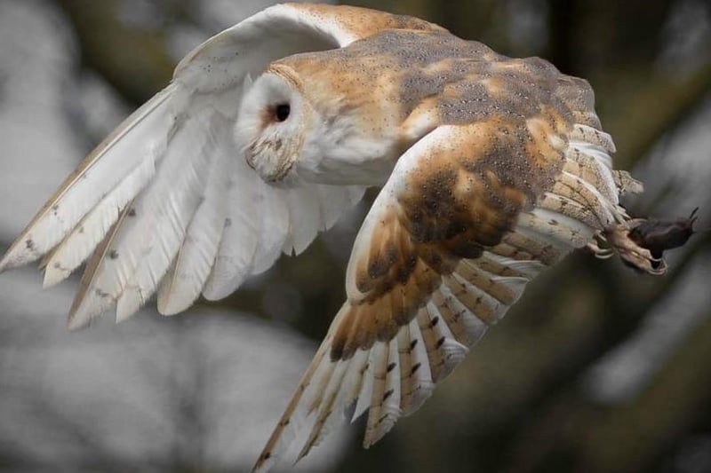 Ben Jenkins captured this heart-stopping moment when a Barn Owl picked up a hitchhiker!