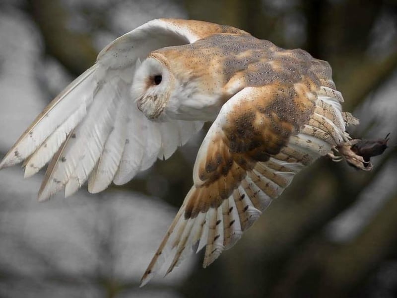 Ben Jenkins captured this heart-stopping moment when a Barn Owl picked up a hitchhiker!