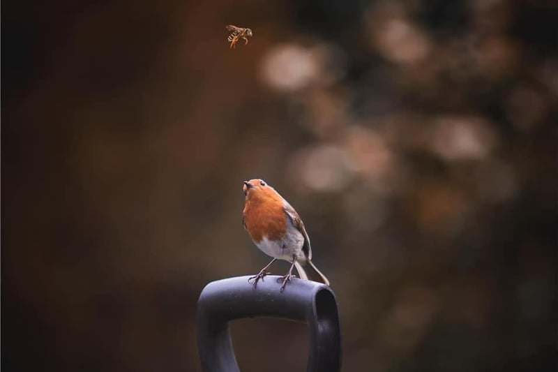 Martin Finnerty captured this incredible image of a curious Robin.