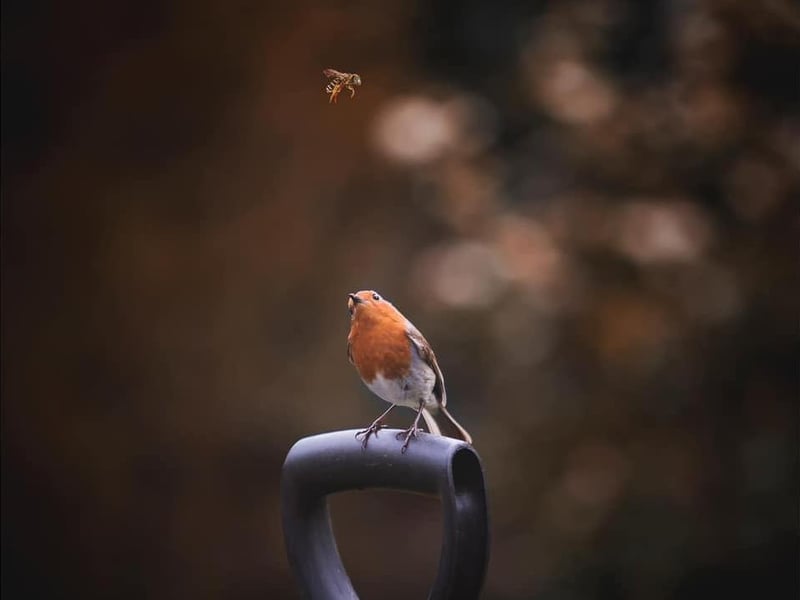 Martin Finnerty captured this incredible image of a curious Robin.
