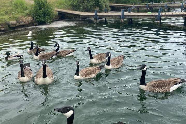 This photo of a flock of Canada Geese was captured by Inese Skalbe.