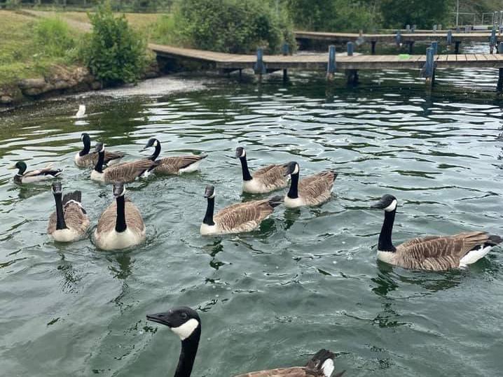 This photo of a flock of Canada Geese was captured by Inese Skalbe.