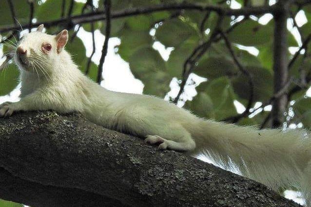This photo of a white squirrel was taken by Carol Graves. Interesting fact: they suffer from leucism, a mutated gene with turns their skin white but leaves their eyes black - this is what differentiates them from the rare albino squirrel. White squirrels are even rarer in the UK; experts believe there are fewer than one in a million compared to the population of grey squirrels which stands at around five million.