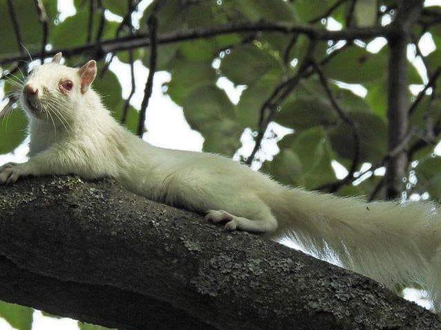 This photo of a white squirrel was taken by Carol Graves. Interesting fact: they suffer from leucism, a mutated gene with turns their skin white but leaves their eyes black - this is what differentiates them from the rare albino squirrel. White squirrels are even rarer in the UK; experts believe there are fewer than one in a million compared to the population of grey squirrels which stands at around five million.