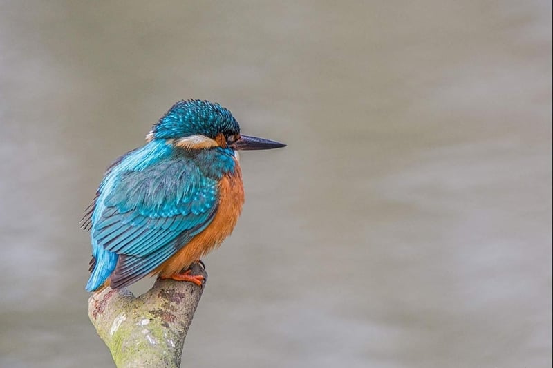 Kingfishers are hard to miss with their famously vibrant feathers! Photo by Christine Stafford.