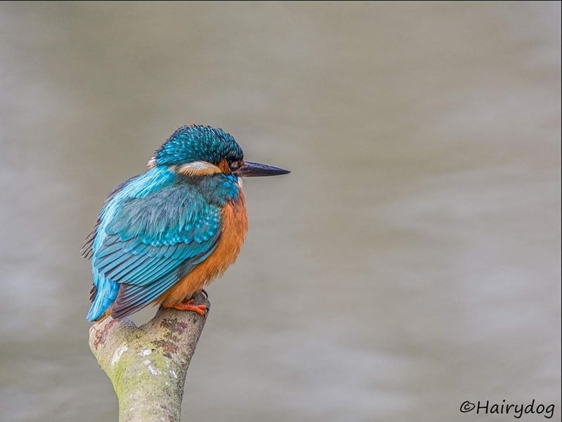 Kingfishers are hard to miss with their famously vibrant feathers! Photo by Christine Stafford.