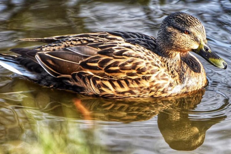 This photo of the common Gadwall duck was taken by Mick Parker.