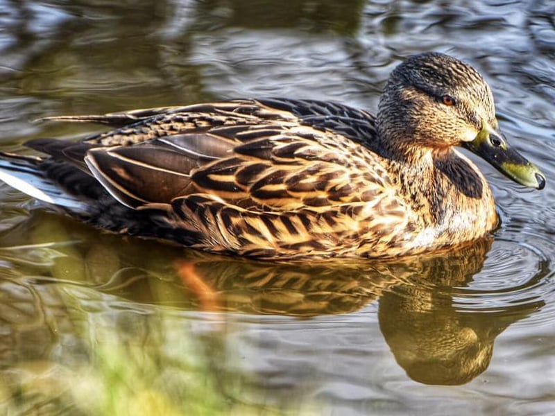 This photo of the common Gadwall duck was taken by Mick Parker.