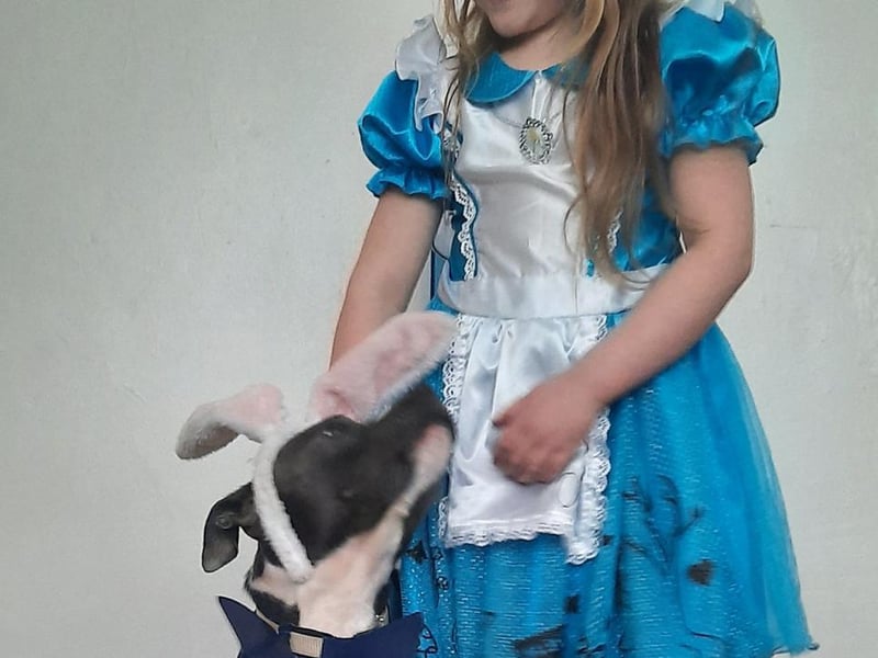 Five-year-old Amber, aka Alice in Wonderland, has swapped her trusty pal The Mad Hatter for her dog, Lucy.