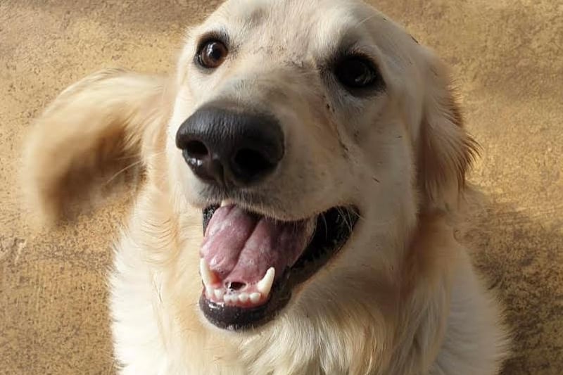 Marvel is a stunning one-year-old golden retriever cross. He was purchased from abroad during lockdown by a family that could not socialise him, which caused Marvel to develop unwanted behaviours. The dog warden dropped him off to us in December last year and he has come on in leaps and bounds!