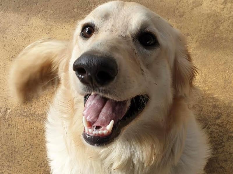 Marvel is a stunning one-year-old golden retriever cross. He was purchased from abroad during lockdown by a family that could not socialise him, which caused Marvel to develop unwanted behaviours. The dog warden dropped him off to us in December last year and he has come on in leaps and bounds!