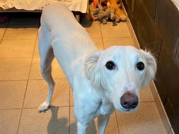 Honey was left at a vets to be put to sleep because the family could not cope with her behaviours. She was purchased as a lockdown puppy and could not be socialised. Thankfully the vet talked the family into letting her go to rescue, so we collected her. She has a lovely affectionate nature and likes other dogs.