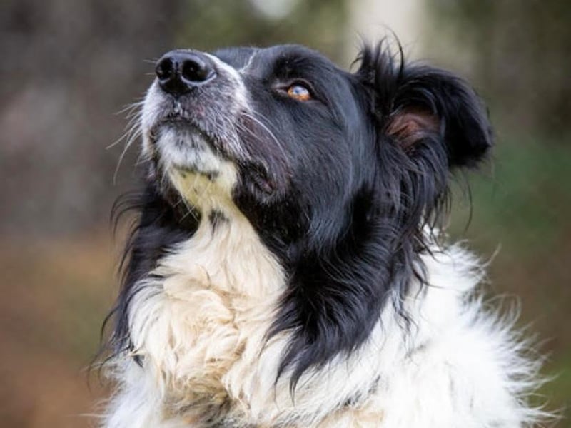 Shep came to us from a council pound. He is a gorgeous, very affectionate four-year-old boy. He is reactive to other dogs but has been working hard on his socialising and is doing so well. He would love an active home with older children.