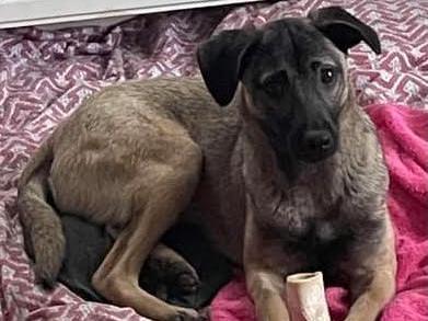 Havers was rescued a street dog from Romania. He is only eight months old and a wonderful little character. He would love an active home with another dog to help his confidence grow. Almost house trained and walking well on the lead, but passing traffic does frighten him.