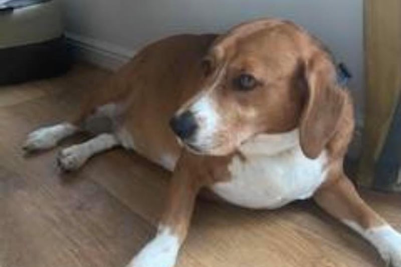 Bertie is a super happy seven-year-old tri-coloured Beagle boy, handed in by a family that could not cope with him. This lovely lad was morbidly obese but has been on a diet and exercise plan and is doing so well! He is fine with other dogs, and cats too! But he does have terrible separation anxiety.