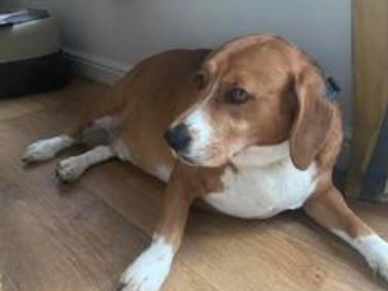Bertie is a super happy seven-year-old tri-coloured Beagle boy, handed in by a family that could not cope with him. This lovely lad was morbidly obese but has been on a diet and exercise plan and is doing so well! He is fine with other dogs, and cats too! But he does have terrible separation anxiety.