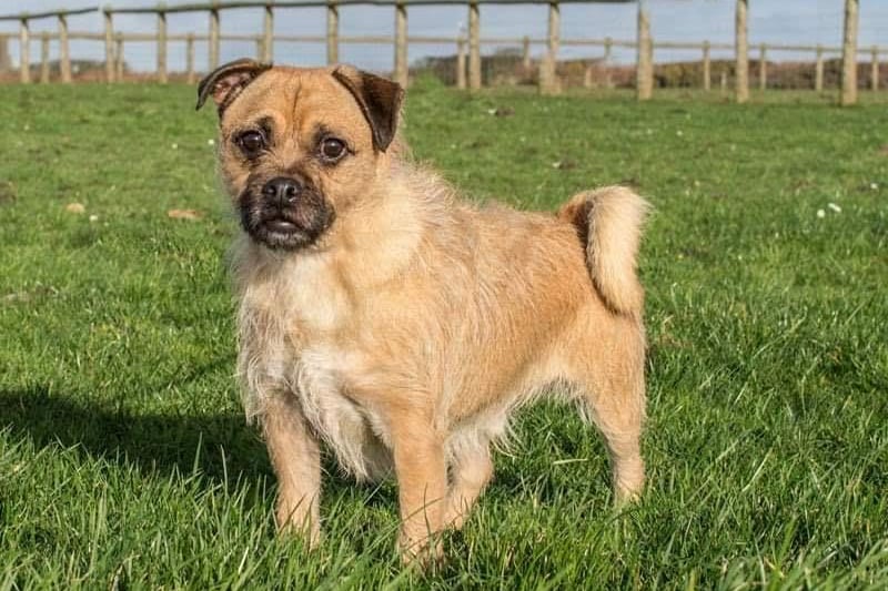Chico is a cheeky little Pug/Jrt cross. He's five-years-old and came to us from a council pound. He loves attention and is fine with other dogs but an active home willing to get involved in some training is essential for this boy.
