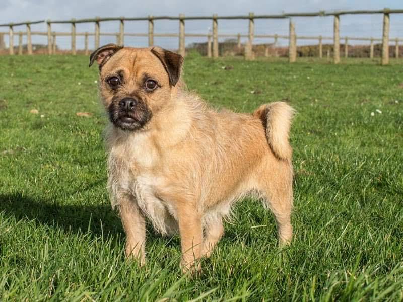 Chico is a cheeky little Pug/Jrt cross. He's five-years-old and came to us from a council pound. He loves attention and is fine with other dogs but an active home willing to get involved in some training is essential for this boy.