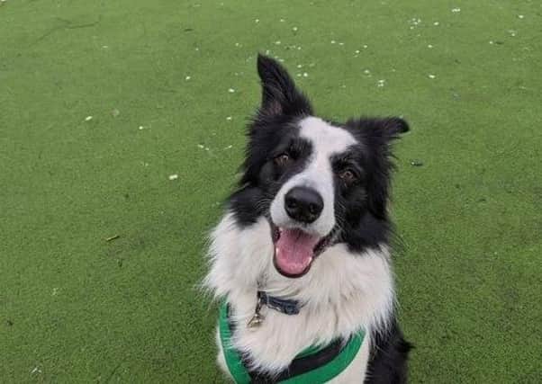 Meet Jasper. Jasper is a lovely boy who loves using his brain. He would love an active and training minded family who can help channel his intelligent mind into more appropriate outlets and keep up with his training that he's started at Wood Green.