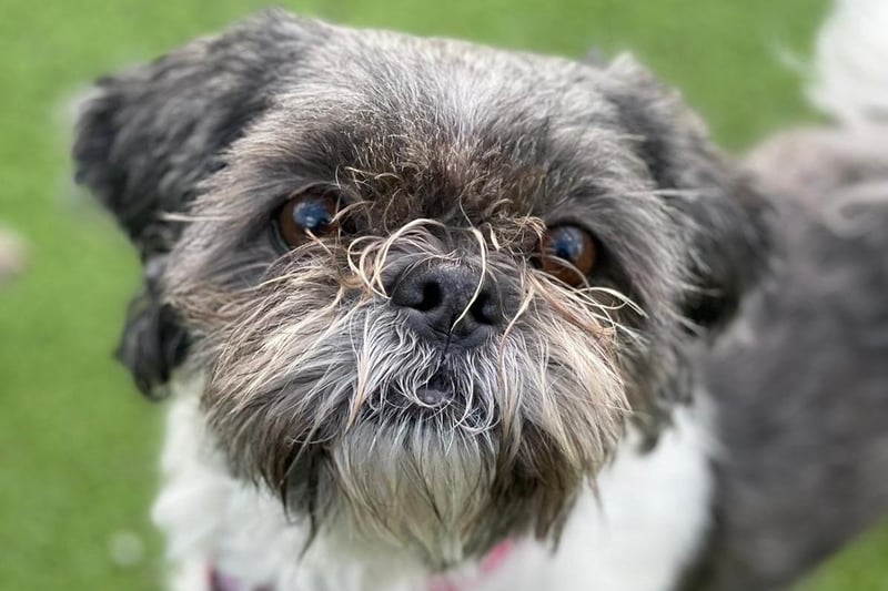 ntroducing Princess. Princess is looking for a very specific, training minded home with a family who can understand her body language and read/respect what she is telling us. She is a very nervous little girl with people and new situations.