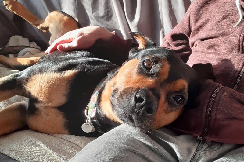Meet the gorgeous Rotti cross, Tia. She  with Wood green since May 2020 and came in through no fault of her own. She can initially be a little worried of new people, though being offered treats or her favourite toy always helps. Once she gets to know you and bonds, she has a lot of love to give and will become your best friend.
She cannot live with any other animals and is looking for a quiet home with no neighbouring dogs.