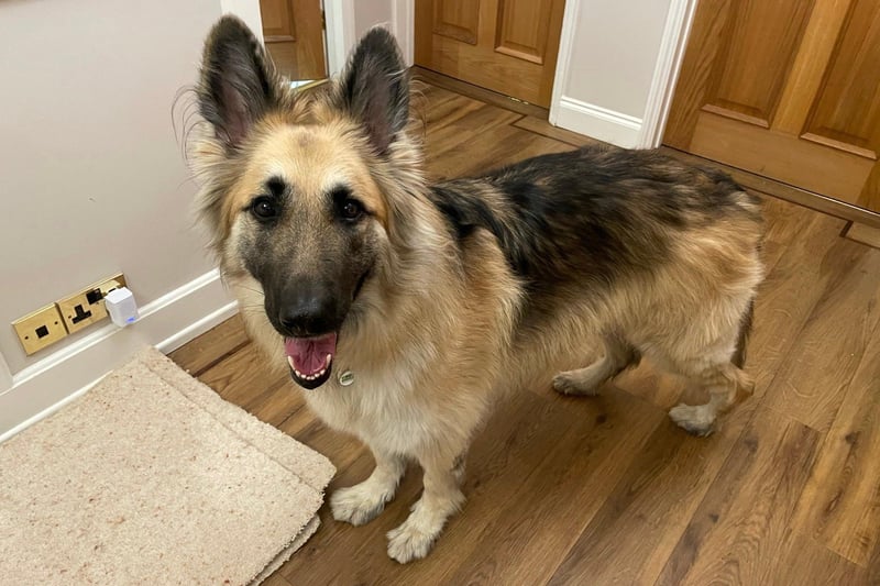Meet German Shepherd cross, Alba! She is looking for a home with a maximum of 2 adults only due to anxieties around new people. Please be prepared for a long settling in period. Alba would like a quiet home with a consistent routine.
Due to being worried of strangers Alba is looking for a home with minimal visitors and no visiting children.