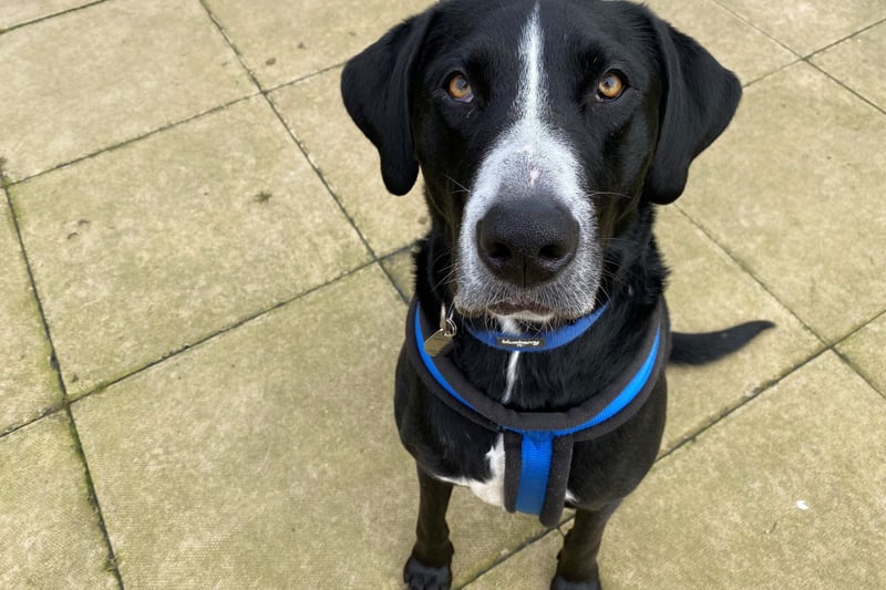 Jack is a gorgeous Labrador cross Great Dane, he is a big lad!
He is looking for a family who are happy to continue his training around other dogs and to walk in areas where he will not see too many, he doesn't like meeting those who want to play.