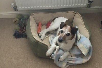 This gorgeous older gentleman is Stan. He loves his walks, playing with his toys (which he does like to destroy occasionally) and doesn't always act his age.
He loves his home comforts, especially being allowed on the sofa and sleeping on the owners bed at night.