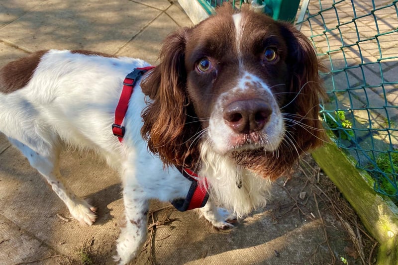 This handsome English Springer, Milo, is looking for a home with people who will understand and be able to read his body language as he is a worried boy. Once he knows you, he is a very affectionate boy with a lot of love to give.