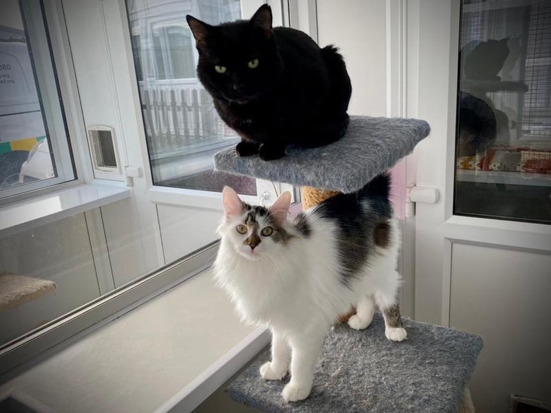 Sally said: "Skye is a pretty long-haired female aged eight months and her best friend Robbie is a super-friendly 20-month-old black male.
"They arrived separately but soon developed a strong bond and so are looking for a forever home together.
"They would be fine to live with sensible children over the age of five, and possibly a gentle cat-savvy dog.
"A home with a nice safe garden to explore away from any busy roads is essential for this playful pair."