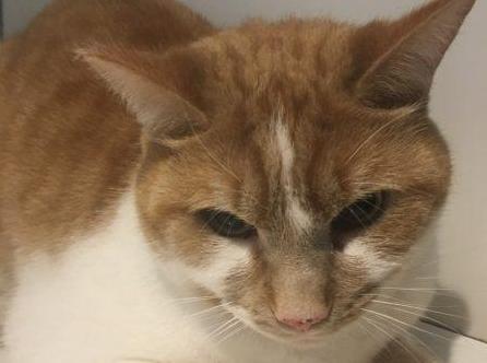 Sally said: "Tigger is a stunning large four-year-old lad. He is very much a cat who likes to do his own thing, and fuss is acceptable only on his terms.
"He is not suitable to live with young children, this being the reason he was brought in to us, and he has had no experience of dogs.
"He may be fine to live with a gentle female feline. A home with a nice safe garden away from any busy roads is essential."