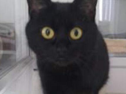 Sally said: "Lovely Lucy is around one-years-old. She is super-friendly and enjoys playing with her toys.  
"She would prefer not to live with other cats or dogs but would be fine to live with sensible children over the age of five. 
"A home with a nice safe garden away from any busy roads is essential for this cheeky girl."
