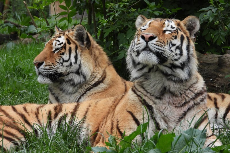 Endangered Amur tigers Dmitri and Czar enjoy the sunshine in an empty ZSL Whipsnade Zoo (C) ZSL