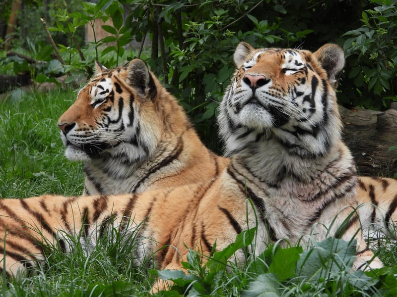 Endangered Amur tigers Dmitri and Czar enjoy the sunshine in an empty ZSL Whipsnade Zoo (C) ZSL