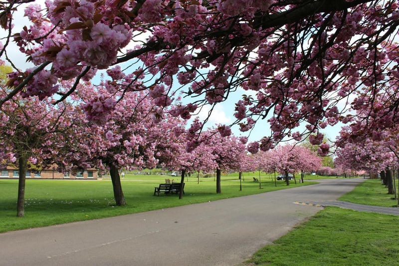 Spring blossomed across the empty 600-acre site of the UK's largest Zoo (C) ZSL