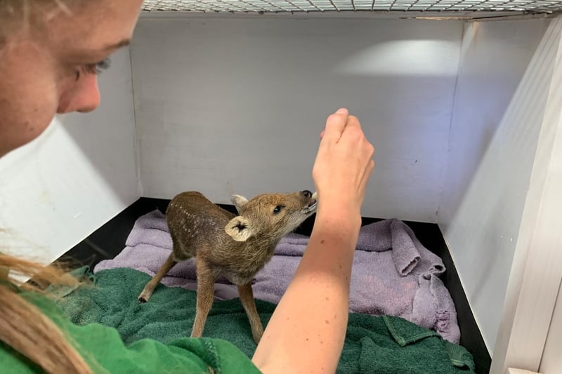Chinese water deer are born weighing less than 1kg, less than a bag of flour, so keepers at ZSL Whipsnade Zoo cared for them around the clock. July 2020 (C) ZSL