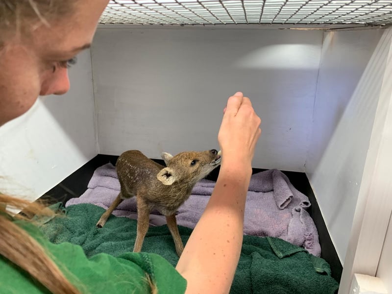 Chinese water deer are born weighing less than 1kg, less than a bag of flour, so keepers at ZSL Whipsnade Zoo cared for them around the clock. July 2020 (C) ZSL