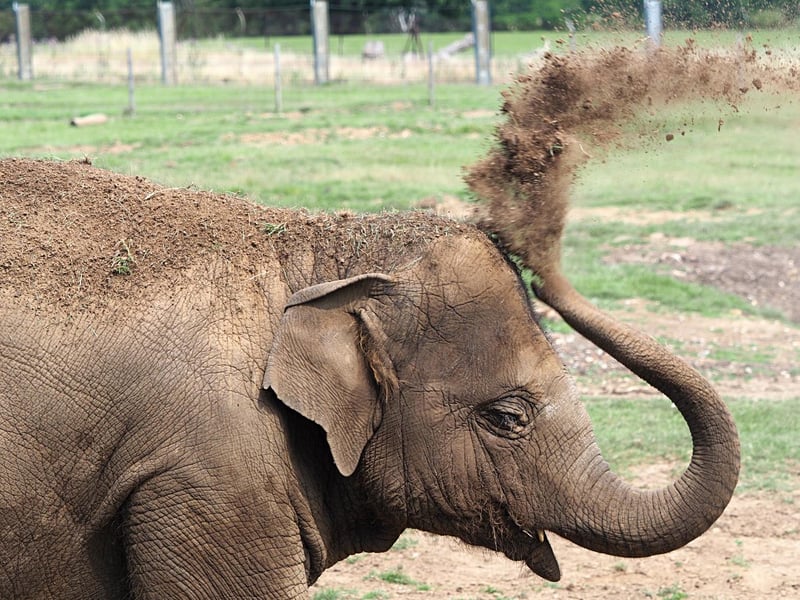 An Asian elephant plays during the summer sun at ZSL Whipsnade Zoo (C) ZSL