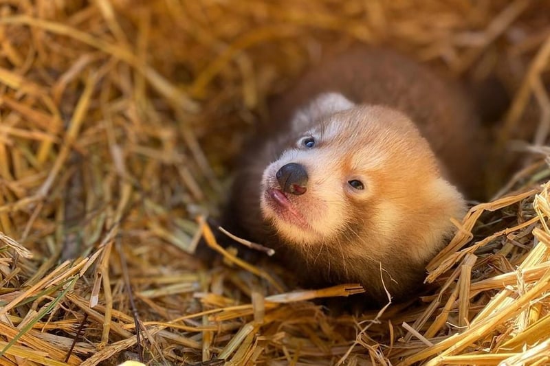 An Endangered red panda cub born in August 2020 at ZSL Whipsnade Zoo. It is estimated there are less than 10,000 red pandas remaining in the wild. (C) ZSL