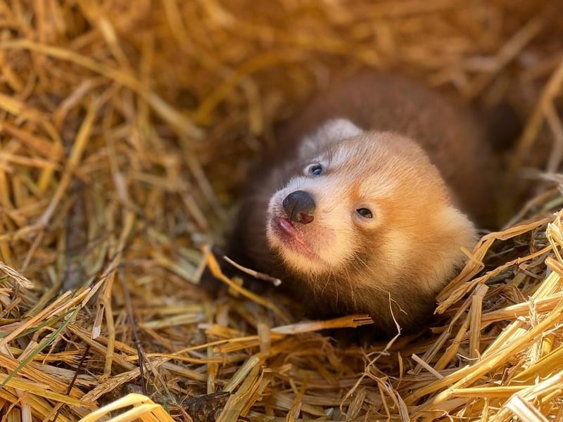 An Endangered red panda cub born in August 2020 at ZSL Whipsnade Zoo. It is estimated there are less than 10,000 red pandas remaining in the wild. (C) ZSL